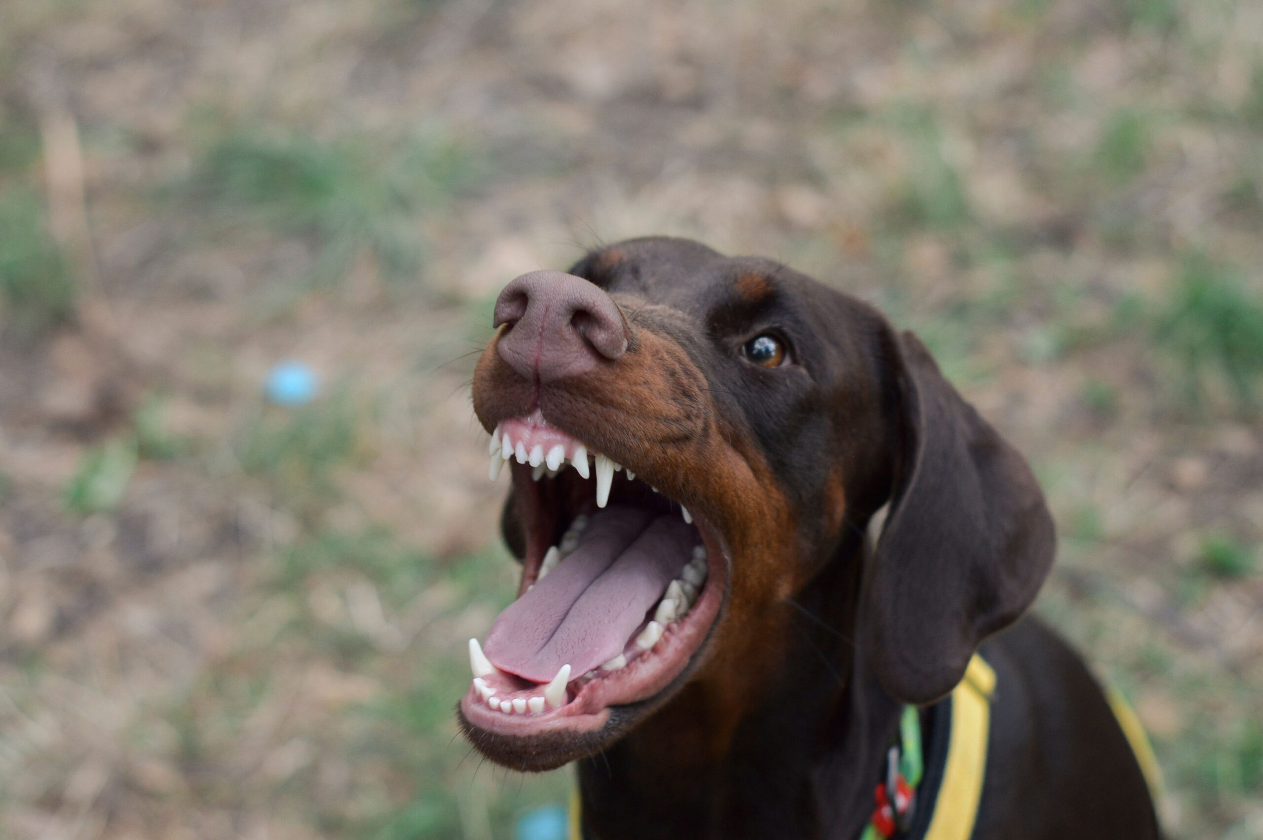 Dog attack compensation: agressive dog